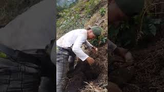 Sembrando los colinos de plátano 🍌 viralshort campo naturaleza trabajodecampo viralvideo [upl. by Econah]