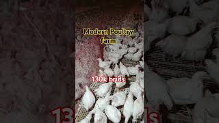 Poultry feeding and vaccination time  modern poultry industry  Broiler Parents Stock broiler [upl. by Nnairrek]