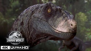 The Best Velociraptor Scenes in 4K HDR  Jurassic World [upl. by Eeniffar]