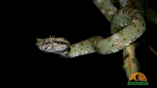 Víbora de pestañas o cachito Bothriechis nigroadspersus 🐍 [upl. by Elik]