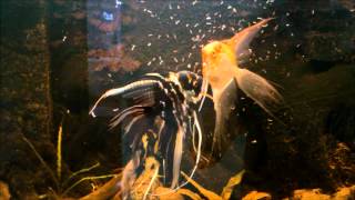 Angelfish feeding frenzy  live food [upl. by Baugh]