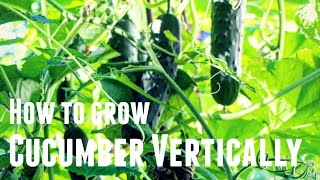 How To Grow Cucumber Vertically  Save Space amp Increase Yields in 3 Simple Steps Growing Vertically [upl. by Wolfram]