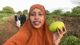 Vlog Afgooye to Mogadishu beeraha afgooye [upl. by Pinette641]