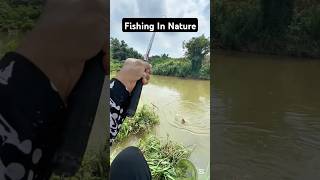 Fishing in nature fishinglife fishtank fisherman fishvideo river aquarium catfish fish [upl. by Eletnahs]