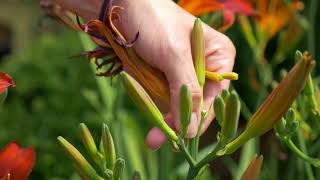 Deadheading Daylilies  Hemerocallis [upl. by Ellennej]