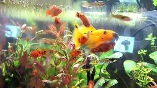 Swordtail Fry Feeding [upl. by Aubrette191]