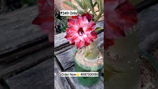 Rare imported adenium variety plants online shopping plant🌻🌹🏵️ adenium plants flower garden [upl. by Dnalro]