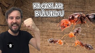 FİRARDAKİ KAÇAK CREMATOGASTER KOLONİSİNİ BULDUM   BAKIN NEREYE GİZLENMİŞLER [upl. by Grimaldi]