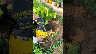 First time use EM Compost Bacteria for plant safety GrowingTips Compost CompostFermentation [upl. by Las]