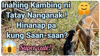 『Nanganak Kambing ng Tatay』〘Pinahirapan kami sa paghanap〙 [upl. by Oos]