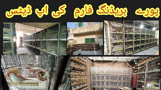 Breeding season ki Tyaarian Shuru Full Birds Farm updateexotic Breeding Farm [upl. by Chilson]