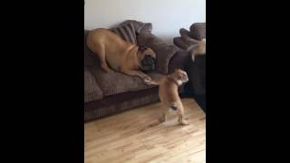 Bullmastiff vs English bulldog puppy and French bulldog [upl. by Heshum707]