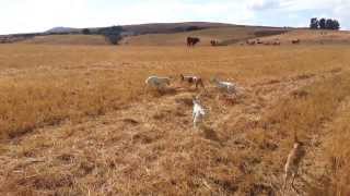 Podenco Andaluz Malagueño  Línea de la Axarquía [upl. by Schnorr]