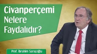 Civanperçemi Nelere Faydalıdır  Prof İbrahim Saraçoğlu [upl. by Wojak]