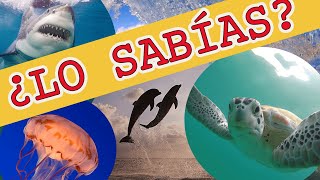 🌊 TOP Los animales más curiosos del océano 🌊  Documentales infantiles  TOP ANIMALES MARINOS [upl. by Otrebron775]