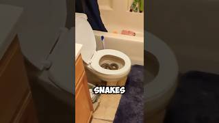 DONOT panic snakes in toilets 😨 [upl. by Aihsyak]