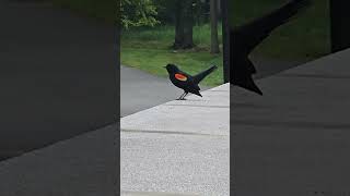 Redwinged blackbird with its song 🐦 redwingblackbirds birdwatching [upl. by Froh]