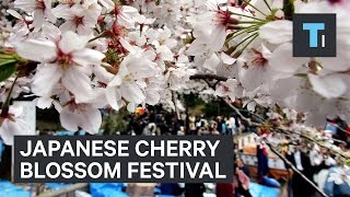 Going To A Cherry Blossom Festival In Japan [upl. by Summers]