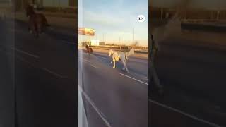 Entre los autos cerca de 40 caballos aparecieron galopando en plena autopista Panamericana [upl. by Aicekat]