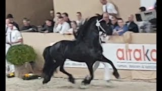 Tiede 501 stallion inspection 2019 Friesian horse [upl. by Ogram]