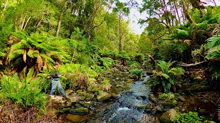 Dry Fly Fishing for Wild Brown Trout in the Otways Rainforest [upl. by Sirej]