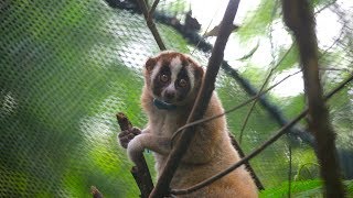 Record Number Of Slow Lorises Returned To The Wild [upl. by Ahsieit]