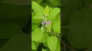 Solanum pubescens Family Solanaceae [upl. by Delanos727]