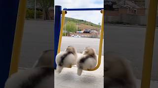 Most Funny Dog Video shorts [upl. by Jaffe]