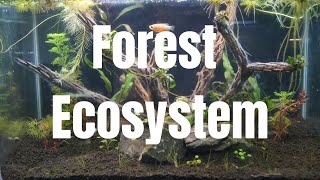 Forest Ecosystem [upl. by Vasos512]