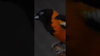 Baltimore Oriole Birdwatching  A Bird Lover’s Delight [upl. by Ynaffik]