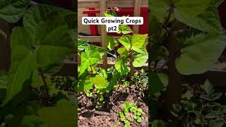 Quick Growing Crops pt2 [upl. by Ayo89]