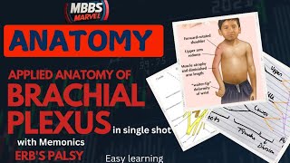 Brachial Plexus applied anatomy । Erbs palsy। MBBS Marvel [upl. by Eshman]