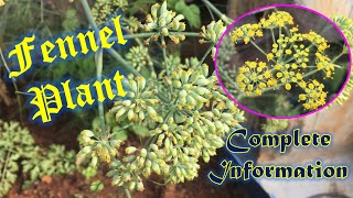 Fennel plant Foeniculum vulgare Nutrition facts organic facts Growing Fennel [upl. by Icat412]