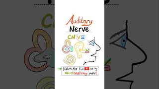 Vestibulocochlear Nerve  8th Cranial Nerve Auditory Nerve  CN VIII  Neuroanatomy anatomy [upl. by Eetse]