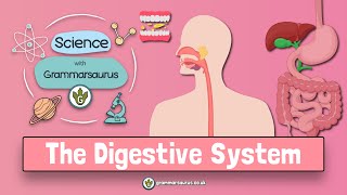 Science with Grammarsaurus  The Digestive System [upl. by Hattie]