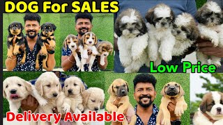 DOGS For Sale  Dog Kennel in Tamilnadu Nanga Romba Busy [upl. by Airetahs]