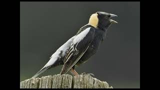 Sounds Of Nature  Bobolink  Bird Sounds [upl. by Ramirol]