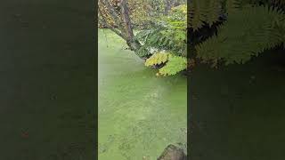 Duckweed on pond [upl. by Aicenev]