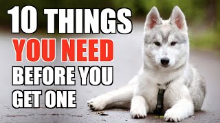 10 Things YOU NEED TO HAVE When You Get A Husky Puppy UPDATED GUIDE FOR BEGINNERS [upl. by Ressay675]