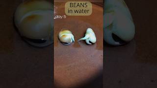 Growing beans in water for 2 weeks timelapse [upl. by Yankee]