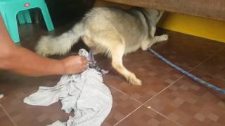 First Time Siberian Husky Giving Birth part 1 [upl. by Airehs]