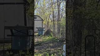 Rabbit Climbing On Wood Pile 🪵 🐇 Bunny Rabbit [upl. by Vel]