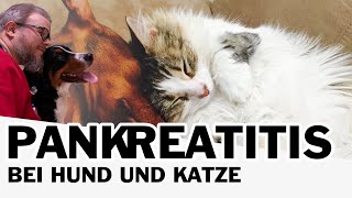 Pankreatitis bei Hund und Katze [upl. by Salvadore]