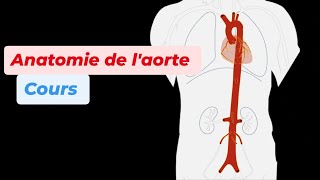 ANATOMIE DE LAORTE [upl. by Reyna]