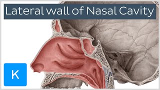 Lateral wall of nasal cavity bones cartilages and mucosa preview  Anatomy  Kenhub [upl. by Treblig]