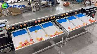 Sorting multiple fruits in one machine citrus pomegranate dragon fruit grading equipment [upl. by Arrad834]