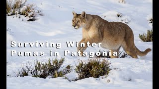 Trailer quotSurviving Winter Pumas in Patagoniaquot [upl. by Alat]