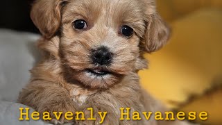 Heavenly Havanese Turbos Tiny Treasures [upl. by Redneval1]