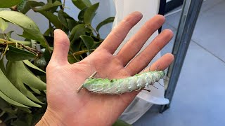 Nature’s White Noise Attacus Atlas Larvae Feeding [upl. by Matti]