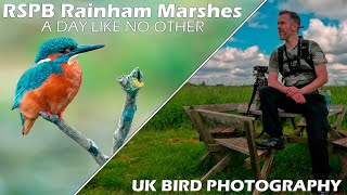 Searching for Kingfishers at RSPB Rainham Marshes  Sony A7IV amp Sony FE 200600mm F5663 G OSS [upl. by Ibrab]